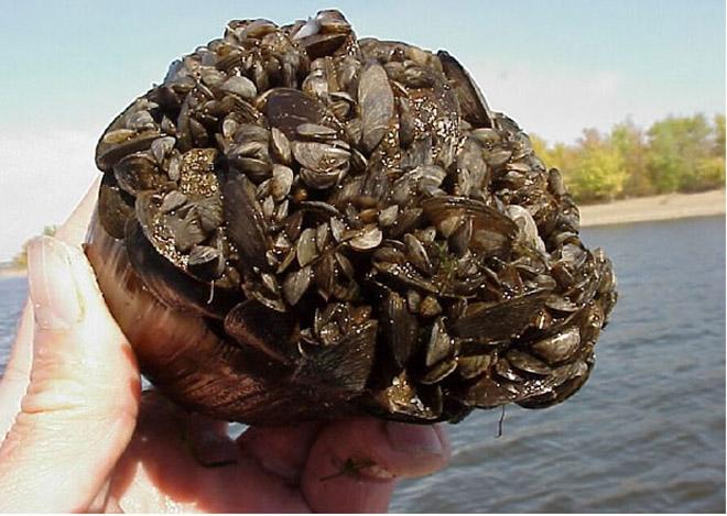 Zebra mussels © U.S. Fish and Wildlife Service